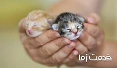 اقدامات لازم برای نگهداری از بچه گربه