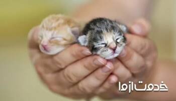 اقدامات لازم برای نگهداری از بچه گربه