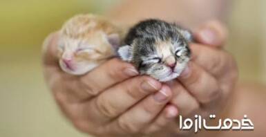 اقدامات لازم برای نگهداری از بچه گربه