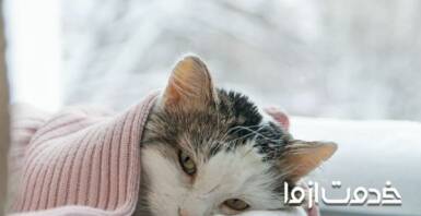 راهکارهای درمان سرما خوردگی گربه