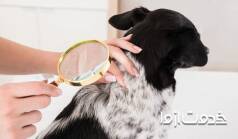 شپش حیوانات خانگی و نحوه از بین بردن آن