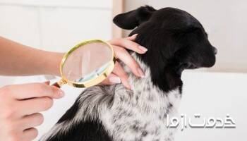 شپش حیوانات خانگی و نحوه از بین بردن آن