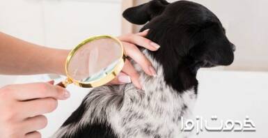 شپش حیوانات خانگی و نحوه از بین بردن آن