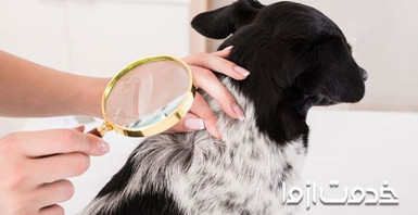 شپش حیوانات خانگی و نحوه از بین بردن آن