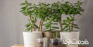 گل یشم چیست؟ نحوه نگهداری و روش کاشت گیاه یشم