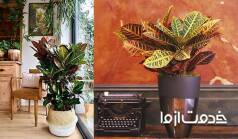 نگهداری و پرورش گیاه کروتون 