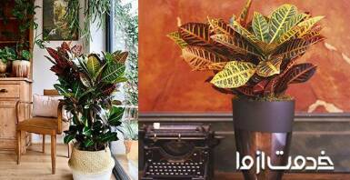 نگهداری و پرورش گیاه کروتون 