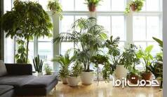 تزیین خانه با گل طبیعی