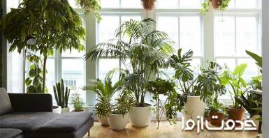 تزیین خانه با گل طبیعی