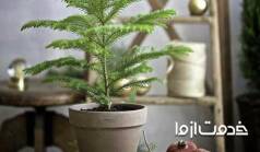 راهنمای جامع نگهداری کاج مطبق