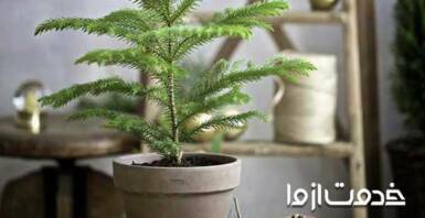 راهنمای جامع نگهداری کاج مطبق