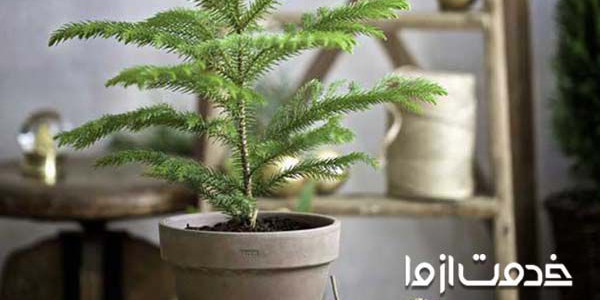 راهنمای جامع نگهداری کاج مطبق