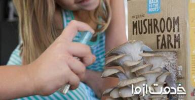 مهم‌ترین نکات پرورش قارچ و آموزش آن