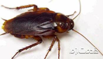 شناخت انواع سوسک های خانگی