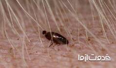 تشخیص و درمان کک در سگ