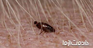 تشخیص و درمان کک در سگ