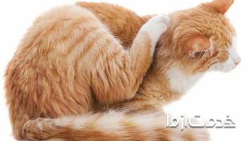 کک گربه چگونه از بین می‌رود؟