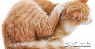 کک گربه چگونه از بین می‌رود؟