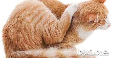 کک گربه چگونه از بین می‌رود؟