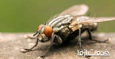 سمپاشی مگس به صورت اصولی