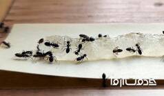 سمپاشی برای مورچه به صورت تضمینی