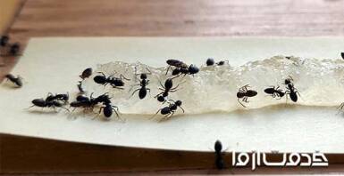 سمپاشی برای مورچه به صورت تضمینی