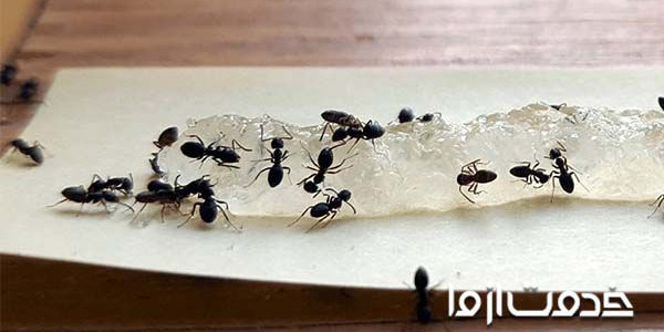 سمپاشی برای مورچه به صورت تضمینی