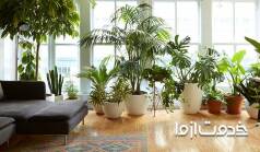 آشنایی با مقاوم‌ترین گیاهان آپارتمانی 