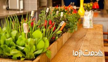 مهمترین نکات سبزی کاری در آپارتمان