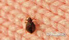 چطور از شر حشرات رختخواب خلاص شویم؟  