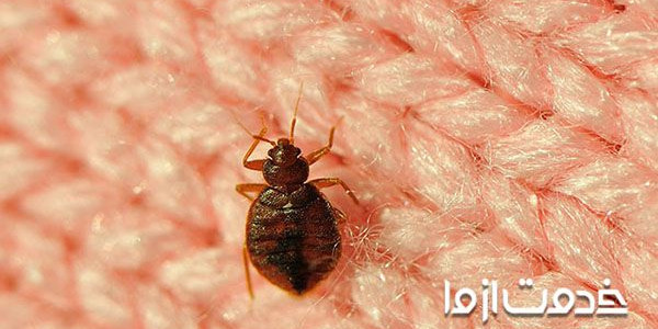 چطور از شر حشرات رختخواب خلاص شویم؟  