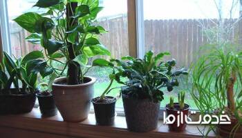 آشنایی با 8 گیاه که موجب خنک شدن خانه میشوند