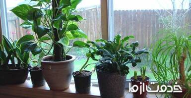 آشنایی با 8 گیاه که موجب خنک شدن خانه می‌شوند