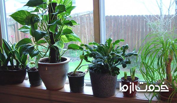 آشنایی با 8 گیاه که موجب خنک شدن خانه می‌شوند