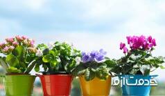 آشنایی با بهترین گیاهان آپارتمانی گلدار 