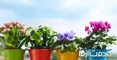 آشنایی با بهترین گیاهان آپارتمانی گلدار 