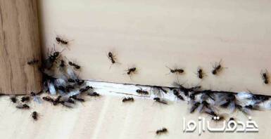 علت وجود مورچه در خانه