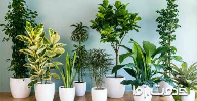 جدیدترین و بهترین روش تمیز کردن برگ گیاهان آپارتمانی