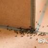 10 روش موثر برای از بین بردن مورچه در خانه (خیلی ریز، بالدار و ...)