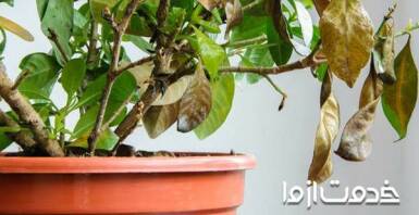 علت سوختن نوک برگ گیاهان آپارتمانی
