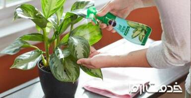 اصول تمیز کردن گیاهان آپارتمانی 