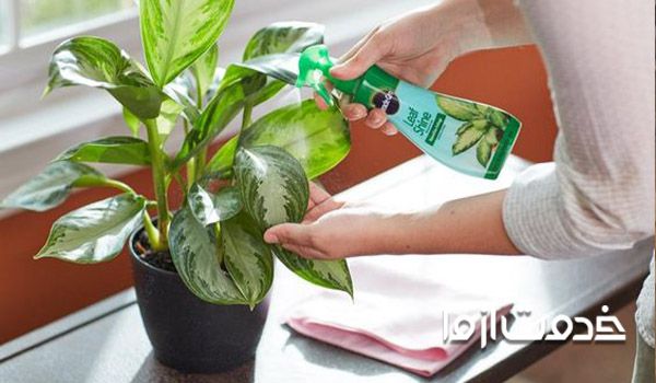 اصول تمیز کردن گیاهان آپارتمانی 