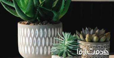 روش نگهداری و پرورش گیاه آلوورا در منزل