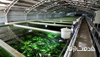 چگونه آب استخر ماهی را تصفیه کنیم؟