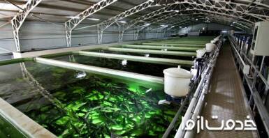 چگونه آب استخر ماهی را تصفیه کنیم؟