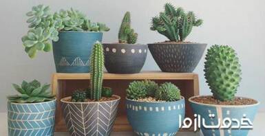 اصول نگهداری کاکتوس در خانه