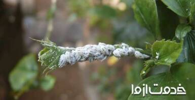 روش‌های از بین بردن حشره ریز سفید گیاهان آپارتمانی