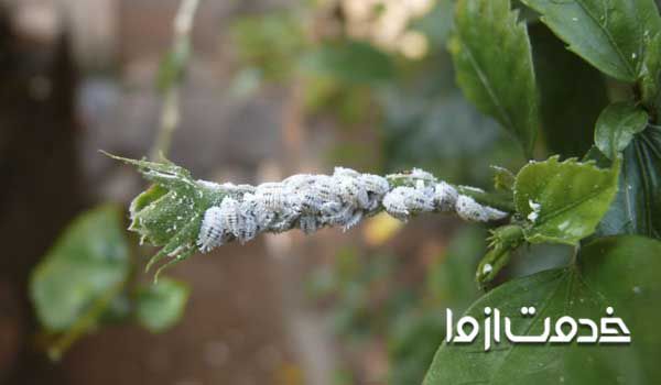 روش‌های از بین بردن حشره ریز سفید گیاهان آپارتمانی