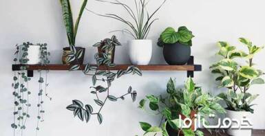 بهترین گیاهان آپارتمانی مقاوم