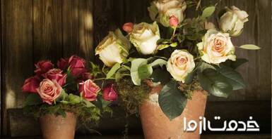 کاشت و نگهداری گل رز در گلدان